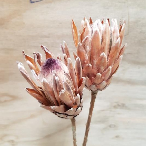 Protea Natural Desidratada Arranjo Luxo C/ 8 Hastes