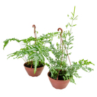 Pteris Variado Cuia21