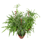 Pteris Variado Cuia21