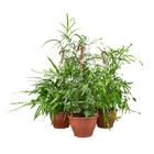 Pteris Variado Cuia21