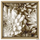 Quad 40x40 Crisantemo