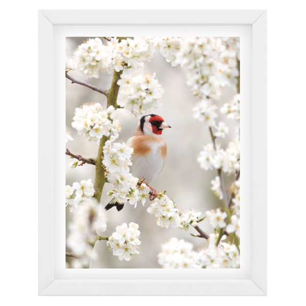 Quadro Cerejeira Passaro Branco 40x50cm Leroy Merlin