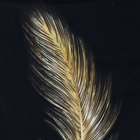 Quadro Decorativo com Vidro e Moldura de Madeira 30x45 Pena Preto