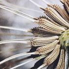 Quadro Decorativo com Vidro e Moldura de Madeira 50x70 Dandelion Preto