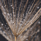 Quadro Decorativo com Vidro e Moldura de Madeira 50x70 Natur Preto