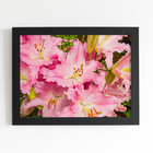 Quadro Açucena Lilium Candidum Flor Moldura Preta 60x40cm