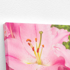 Quadro Açucena Lilium Candidum Rosa Flor Canvas 140x90cm