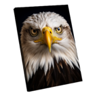 Quadro Águia De Cabeça Branca -- Br Artes
