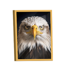 Quadro Águia De Cabeça Branca -- Br Artes