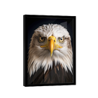 Quadro Águia De Cabeça Branca -- Br Artes