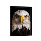 Quadro Águia De Cabeça Branca -- Br Artes