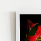 Quadro Amarilis Flor Da Imperatriz Moldura Branca 60x40cm