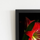 Quadro Amarilis Flor Da Imperatriz Moldura Preta 60x40cm