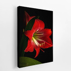 Quadro Amarilis Flor Da Imperatriz Vermelha Canvas 140x90cm