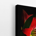 Quadro Amarilis Flor Da Imperatriz Vermelha Canvas 60x40cm