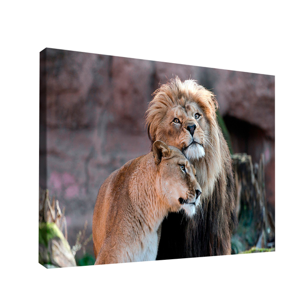 Quadro Amor De Leão -- Br Artes Médio 84x54