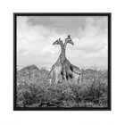 Quadro Animais Com Vidro 60x60cm Belchior