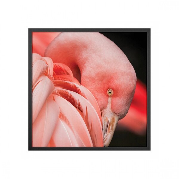 Quadro Animais Sem Vidro 40x40cm Belchior