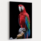 Quadro Arara - 1 Tela