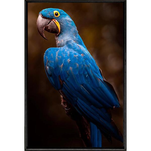 Quadro Arara Azul 120x80 - Casa Da Moldura