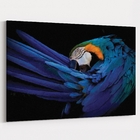 Quadro Arara Azul - 1 Tela