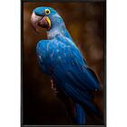 Quadro Arara Azul 70x50 - Casa Da Moldura