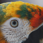 Quadro Arara Vermelho e Verde e Branco com Vidro 40x60cm Tropical