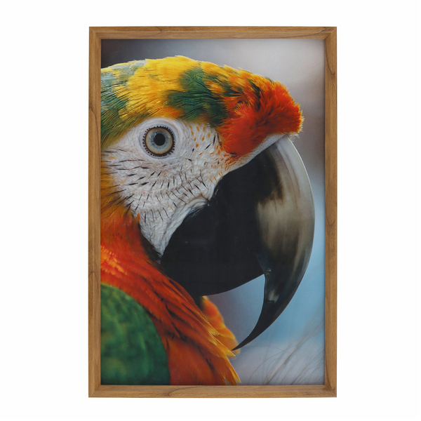 Quadro Arara Vermelho e Verde e Branco com Vidro 40x60cm Tropical