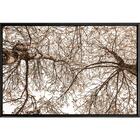 Quadro Árvores Secas 90x60 Cm - Casa Da Moldura