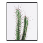 Quadro Barcelona Cacto Cereus Verde 40x50cm