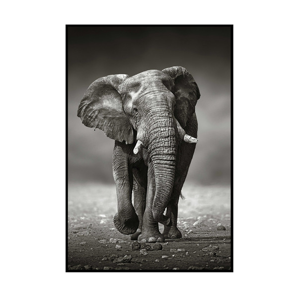Quadro Barcelona Elefante Preto E Branco 60x90cm Leroy Merlin