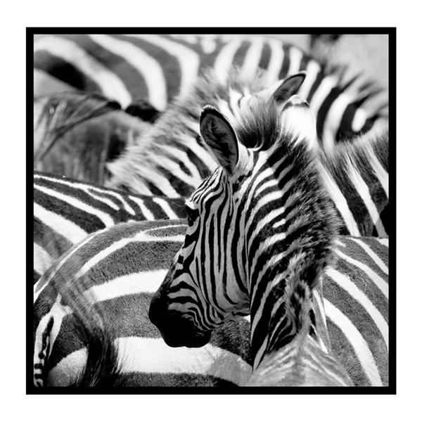 Quadro Barcelona Zebras Preto E Branco 30x30cm Leroy Merlin