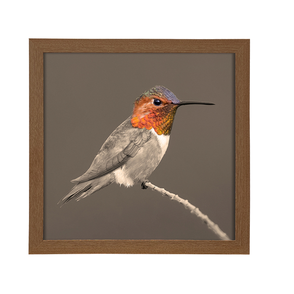 Quadro Beija Flor Cinza com Vidro 30x30cm Arte Própria