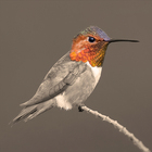 Quadro Beija Flor Cinza com Vidro 30x30cm Arte Própria