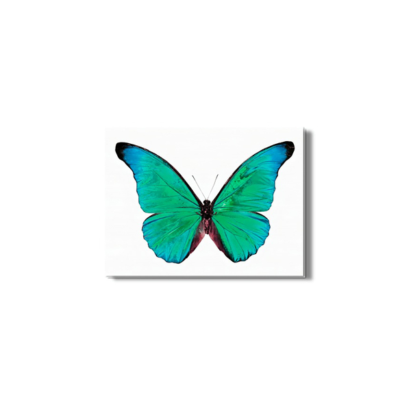 Quadro Borboleta Seda Azul Natureza Foto Canvas 120x120cm