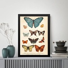 Quadro Borboletas Diversas - Vintage 33x24cm - Com Vidro Mold