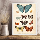 Quadro Borboletas Diversas - Vintage 33x24cm Moldura Preta