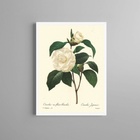 Quadro Botânica Flor Camélia 33x24cm - Com Vidro Moldura Preta