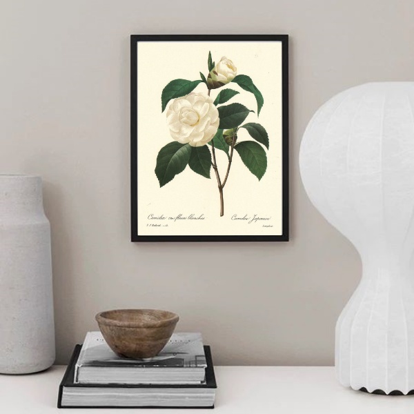 Quadro Botânica Flor Camélia 33x24cm - Com Vidro Moldura Preta