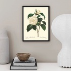 Quadro Botânica Flor Camélia 45x34cm Moldura Branca