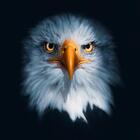 Quadro Cabeça De Águia 90x90 Cm Moldura Preta Artestilo