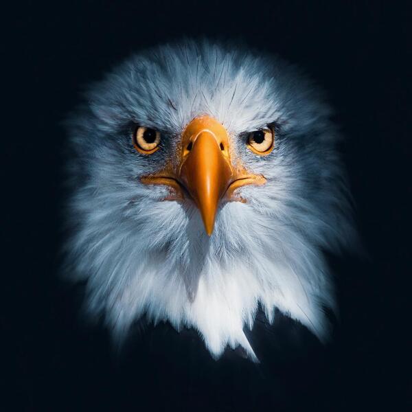 Quadro Cabeça De Águia 90x90 Cm Moldura Preta Artestilo