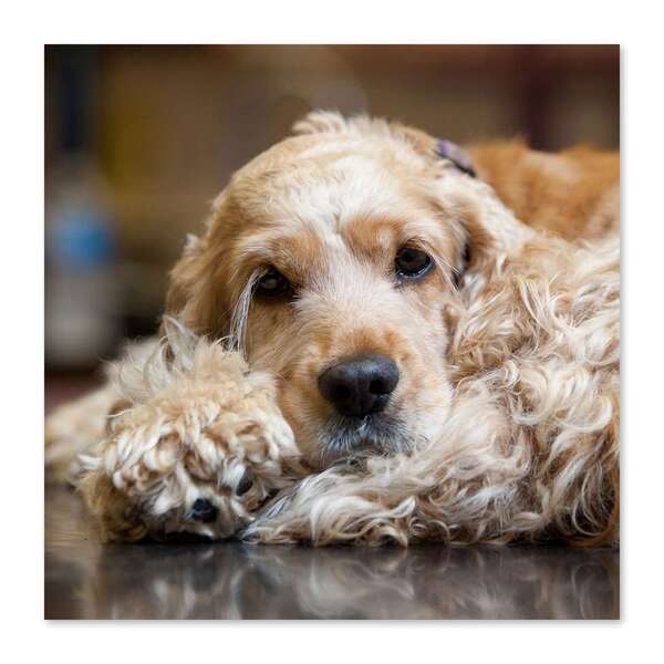 Quadro Cachorro Cocker Uniart Marrom 45x45 Cm
