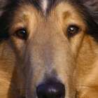 Quadro Cachorro Collie Uniart Marrom 45x45cm