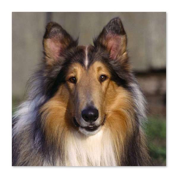 Collie cachorro clearance