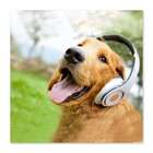 Quadro Cachorro Com Fone Uniart Marrom 45x45cm