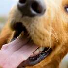 Quadro Cachorro Com Fone Uniart Marrom 45x45cm