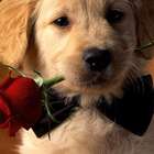 Quadro Cachorro I Uniart Bege 30x30cm