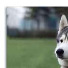 Quadro Cachorro Ii Uniart Branco 30x30cm