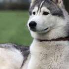 Quadro Cachorro Ii Uniart Branco 30x30cm